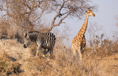 Free Zebra and Giraffe Stock Photo