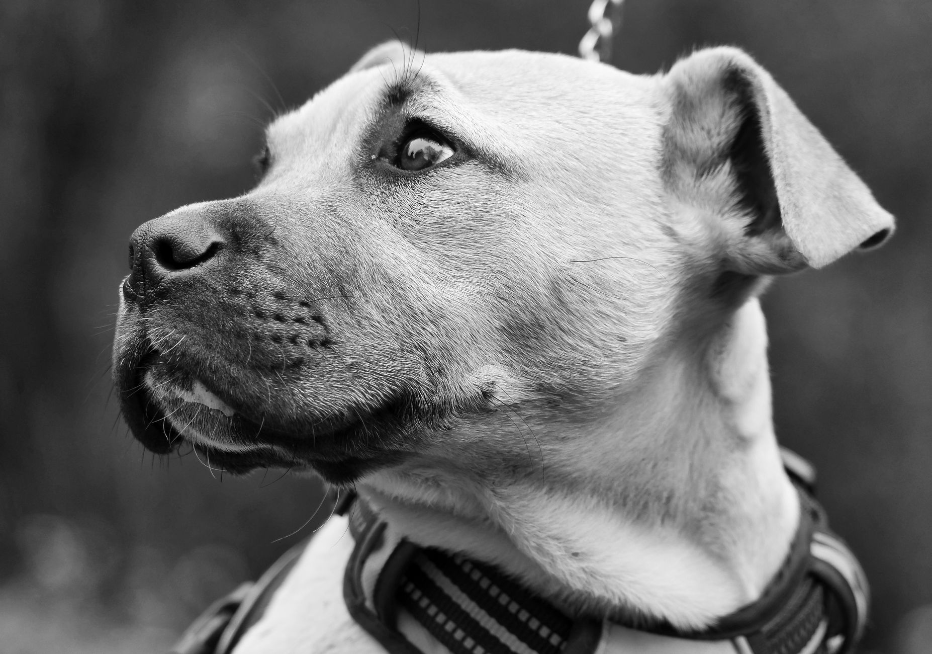 Veterinary care for a dog