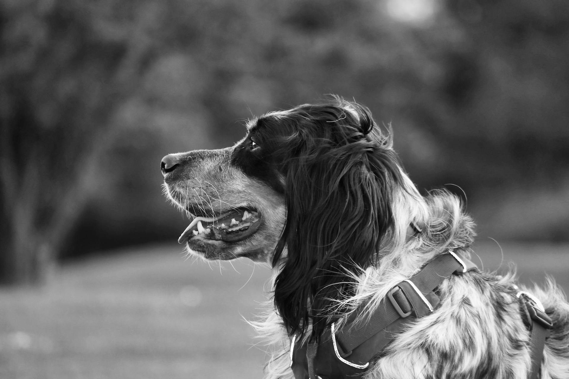 Vue latérale du Setter anglais