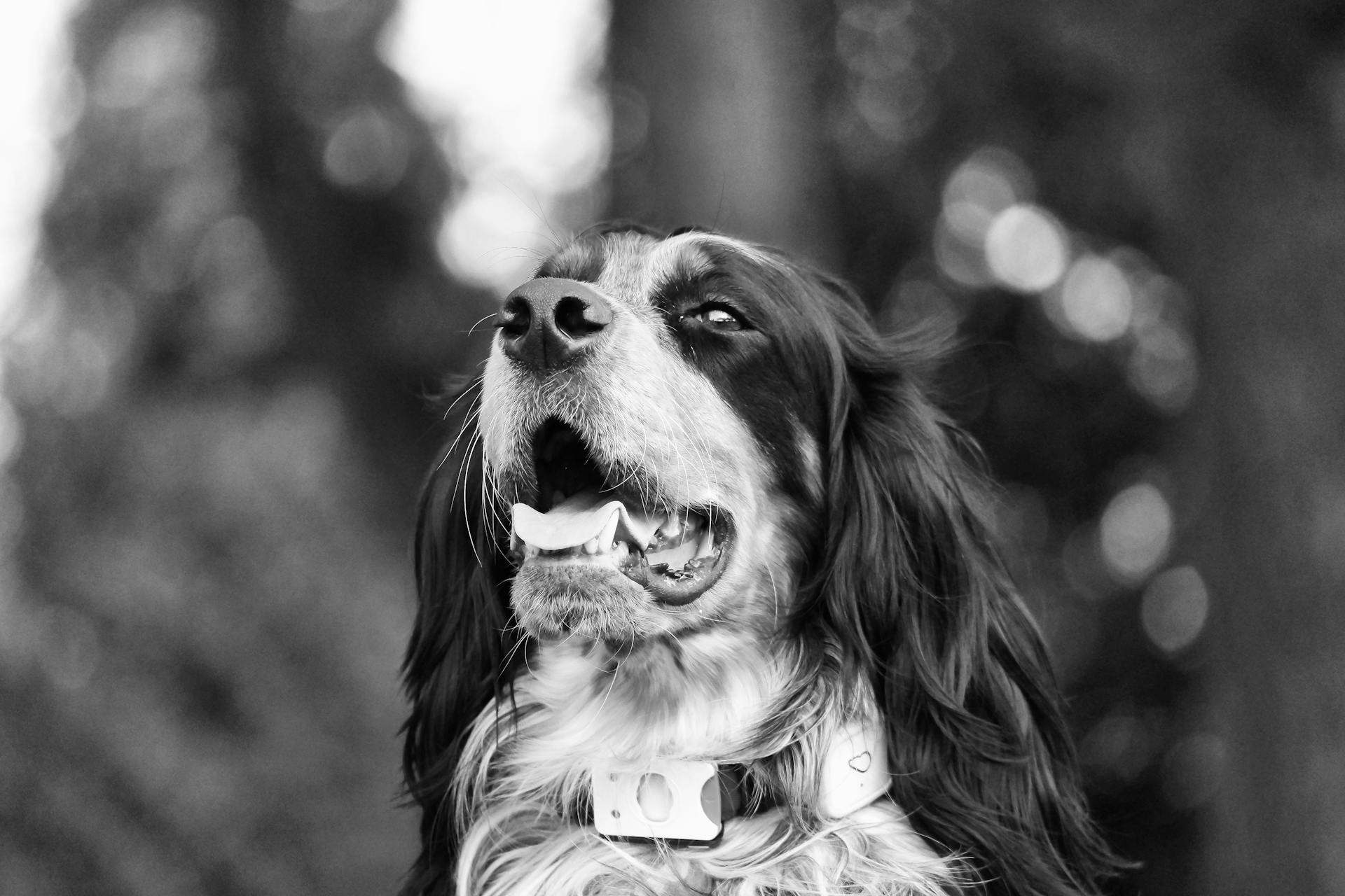 Photo en noir et blanc d'un épagneul Cavalier King Charles