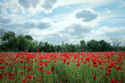 Poppy Flowers on a Meadow