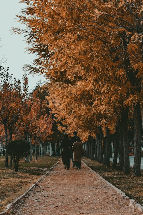 People Walking on Alley in Autumn Park