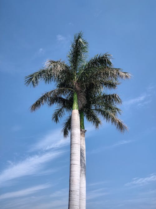 Low Angle Shot of a Palm Tree against Blue Sky 
