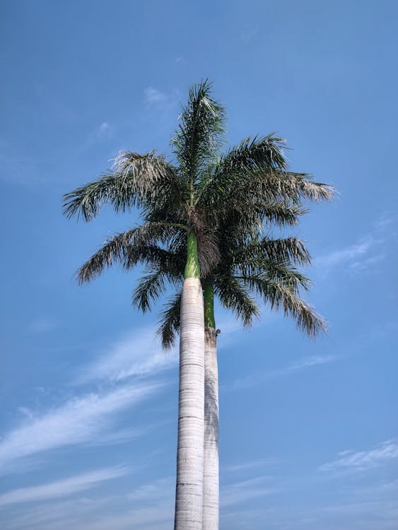 Low Angle Shot of a Palm Tree against Blue Sky 