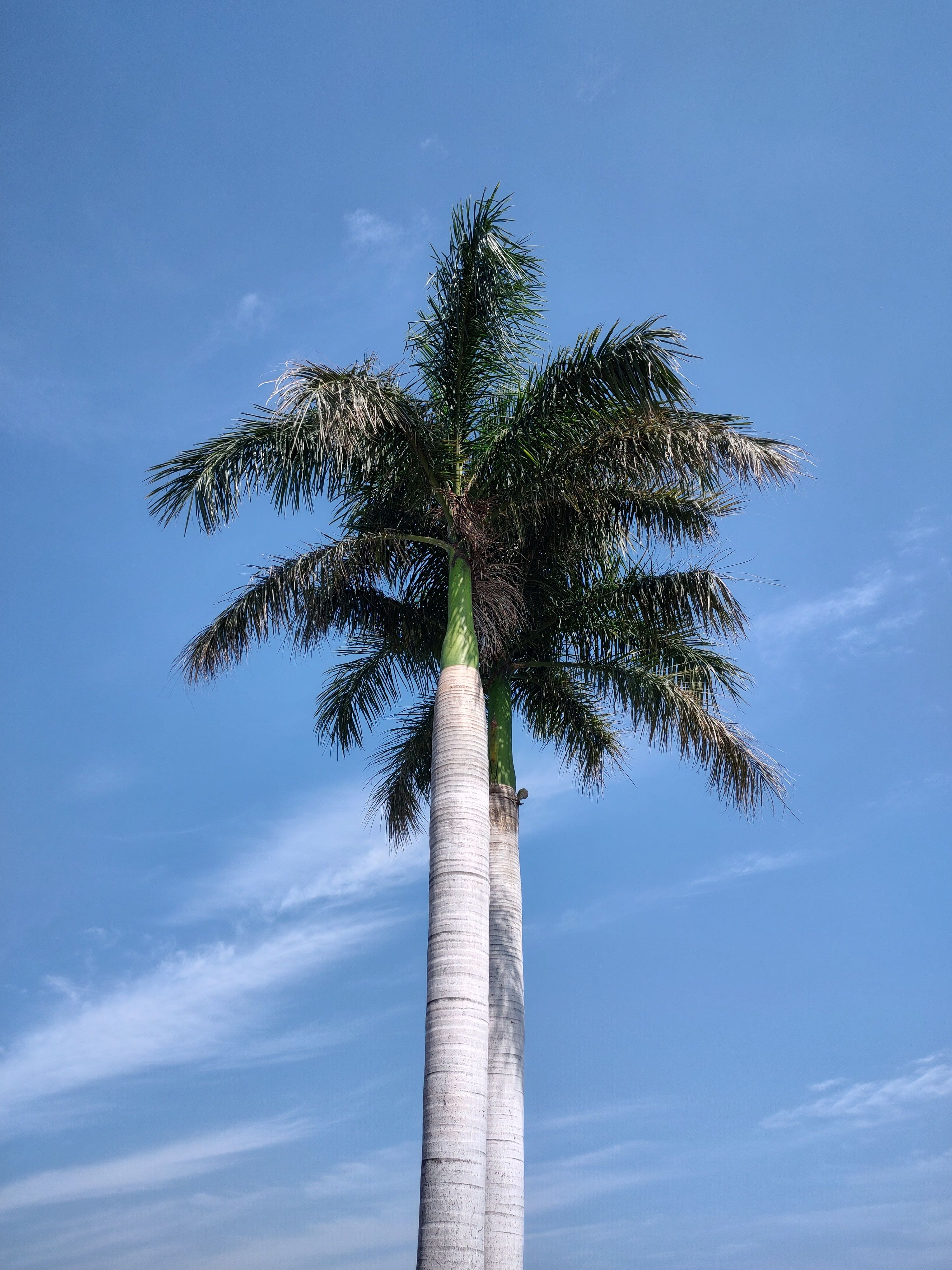Low Angle Shot of a Palm Tree against Blue Sky · Free Stock Photo