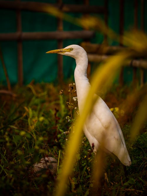 White Heron in Meadow