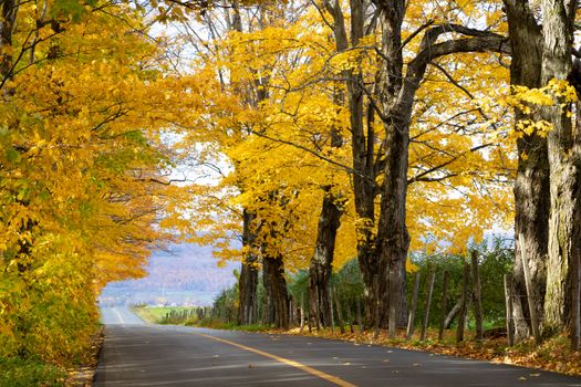 A vibrant autumn road lined with golden leaves in Québec, Canada.
