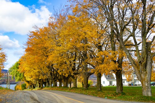 Treelined Road in Autumn