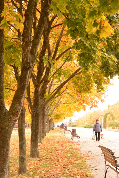 Colorful Trees by Alley in Park in Autumn