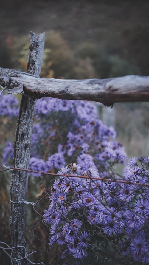 Foto stok gratis aster, bidang, bunga-bunga