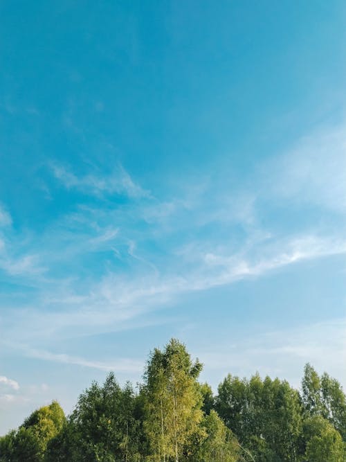 Základová fotografie zdarma na téma čisté nebe, les, modrá obloha