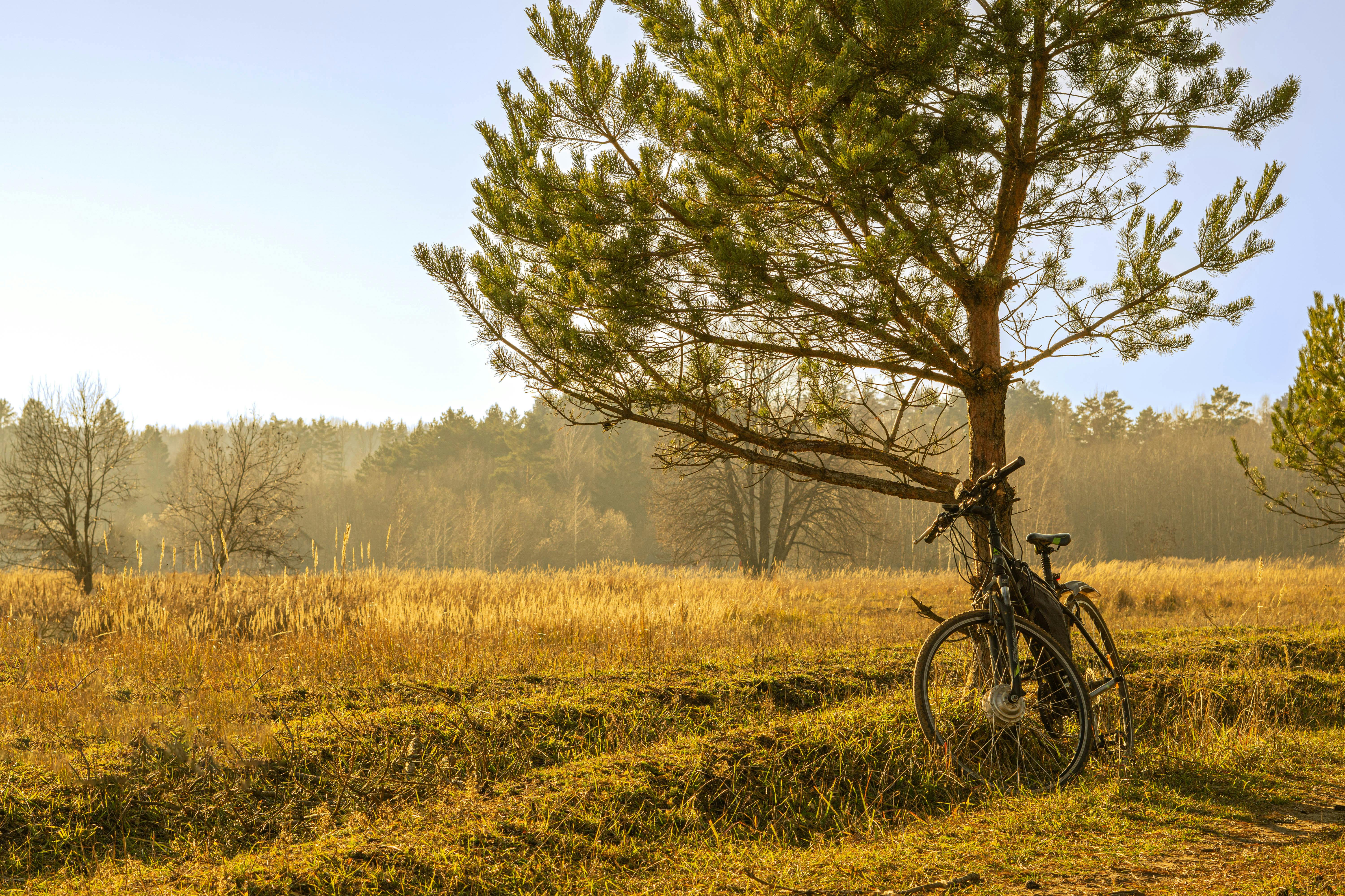 A serene scene of a bicycle resting under a tree in the golden autumn countryside of Vitebsk, Belarus.