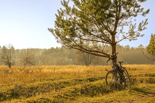 an electric bicycle in a field near a pine tree