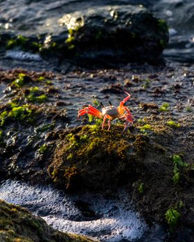 Close-up of a colorful crab on a mossy rock by the ocean shore, showcasing vibrant natural beauty.