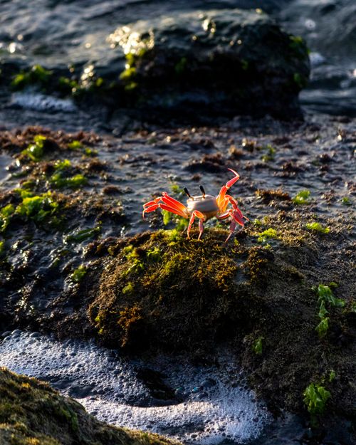 Free Close-up of a colorful crab on a mossy rock by the ocean shore, showcasing vibrant natural beauty. Stock Photo