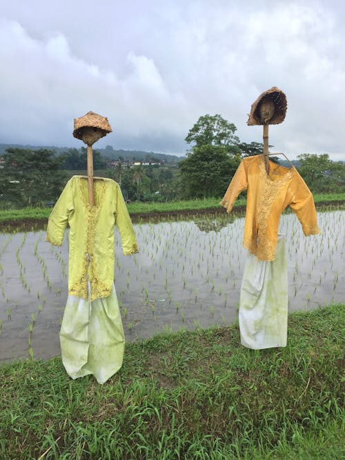 Foto stok gratis agrikultura, Indonesia, Jeruk