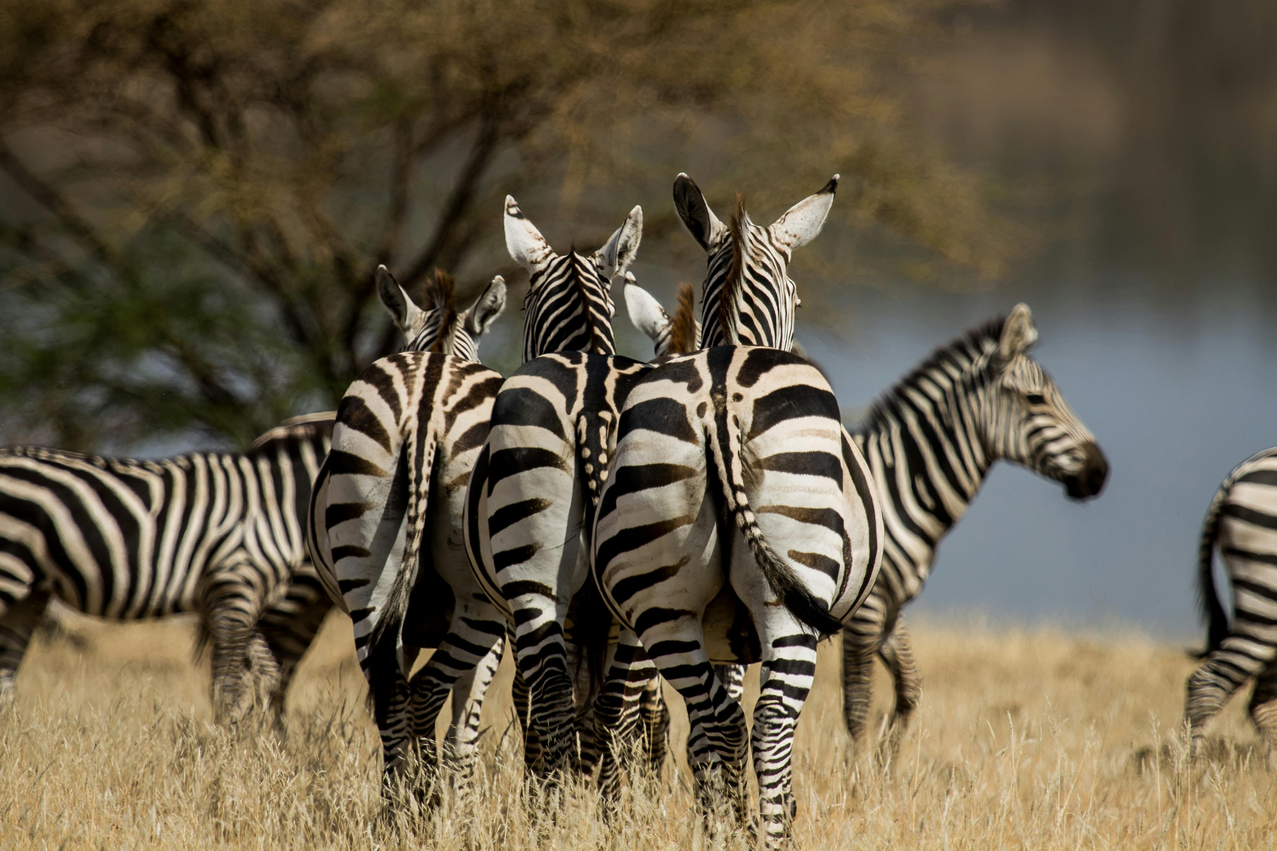 Wildlife Safari Planning: A Guide to an Unforgettable Encounter