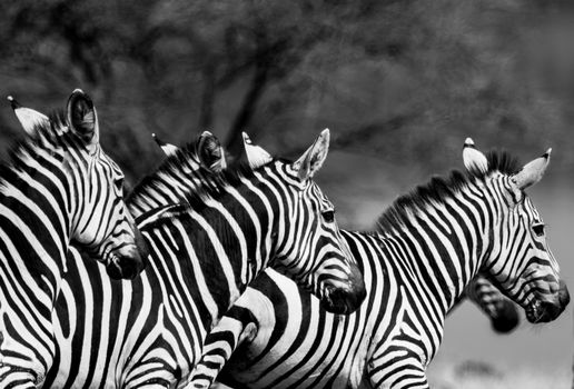 Close-up of a zebra herd in Magadi, Kenya, showcasing their unique stripes.
