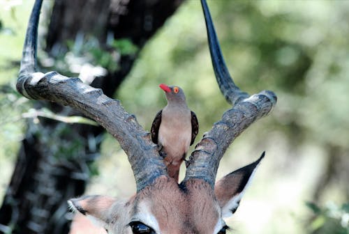 Oiseau Sur La Tête D'antilope