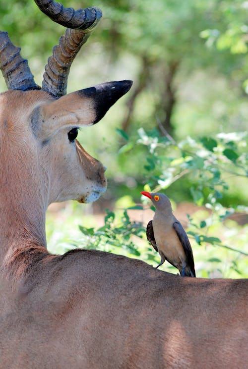 Bird Perched on Gazelle
