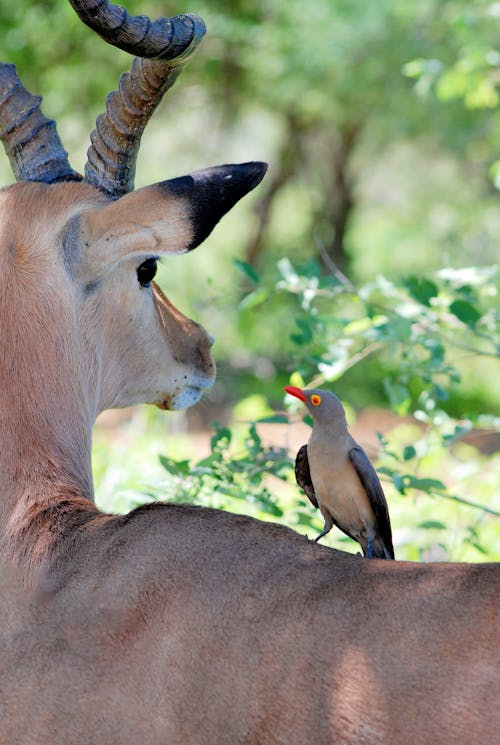 Pájaro Posado Sobre Gacela