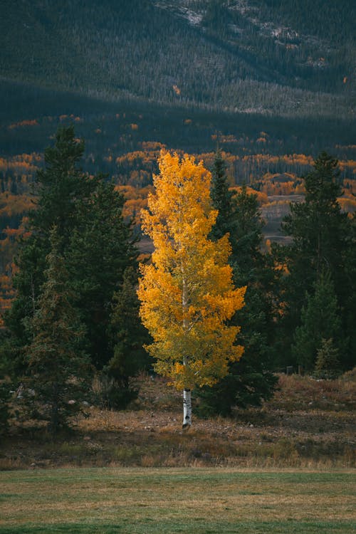 Immagine gratuita di albero, autunno, betulla