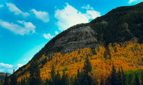 Foto profissional grátis de árvores, aspen árvores, Colorado