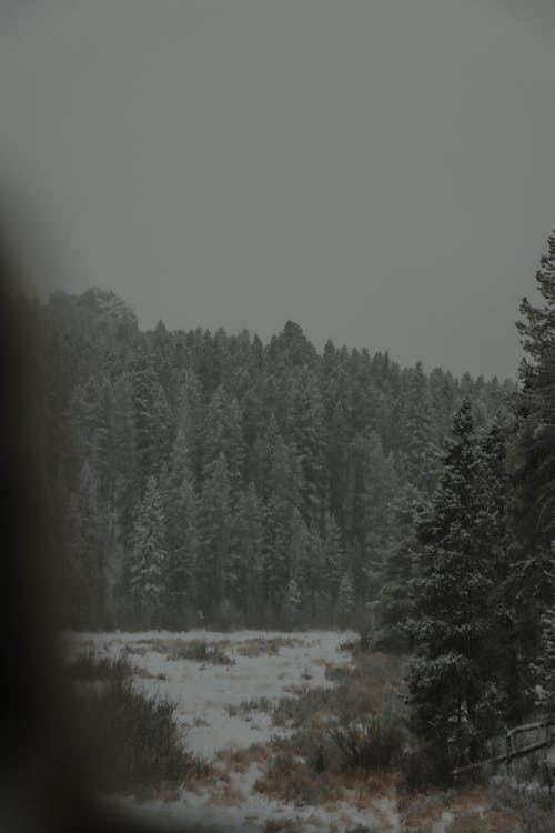 Foto profissional grátis de árvores, Colorado, floresta