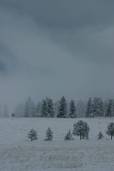 A serene winter scene featuring a snow-covered forest and open field.