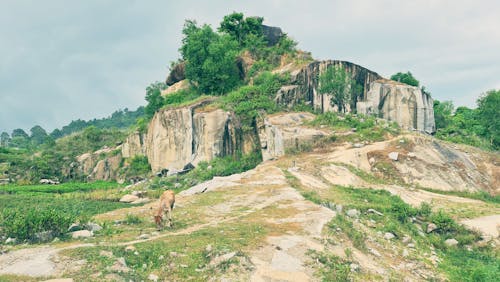 Cow Grazing by Rock Formation
