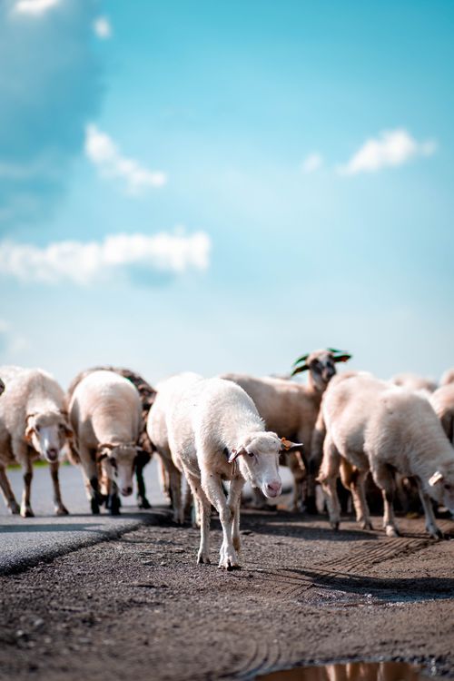 Free A picturesque view of a sheep herd grazing by the roadside in Czorsztyn, Poland. Stock Photo