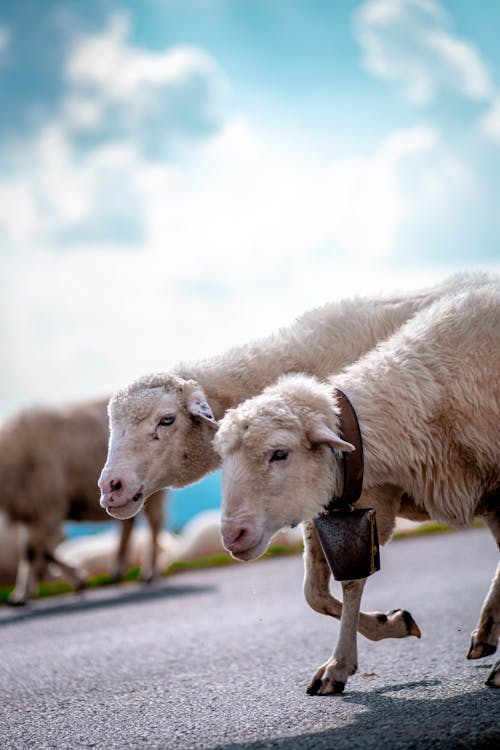  A herd of sheep in the middle of the road drinking water from a puddle