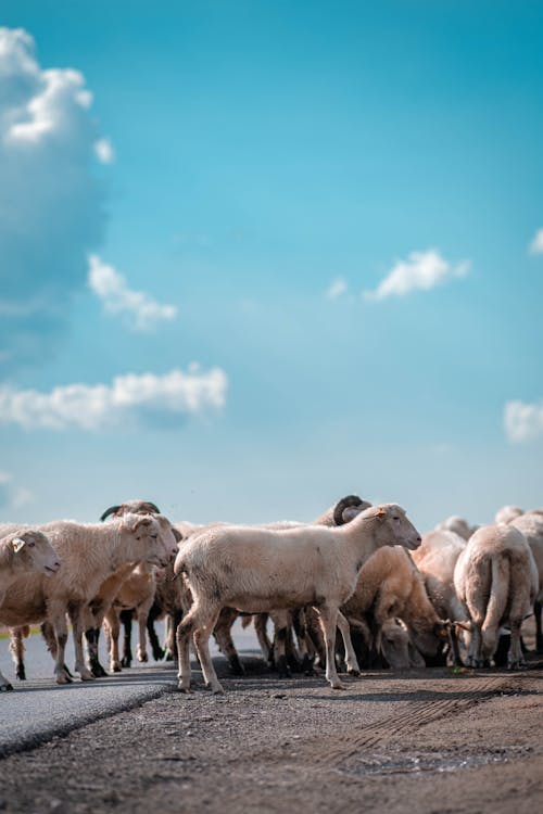  A herd of sheep in the middle of the road drinking water from a puddle