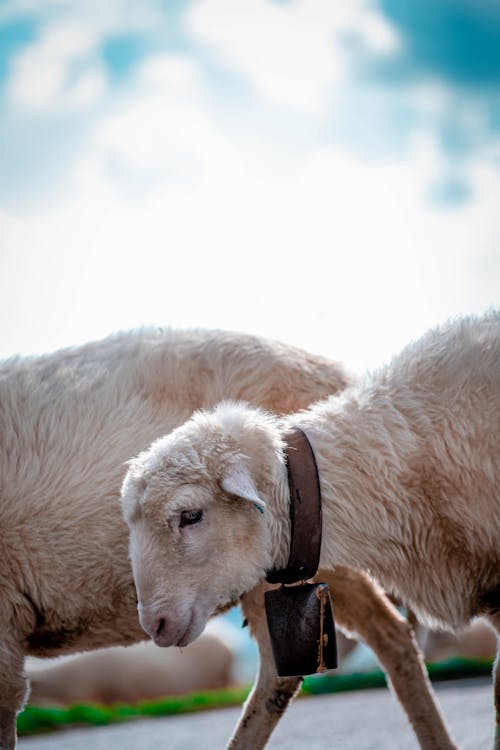  A herd of sheep in the middle of the road drinking water from a puddle