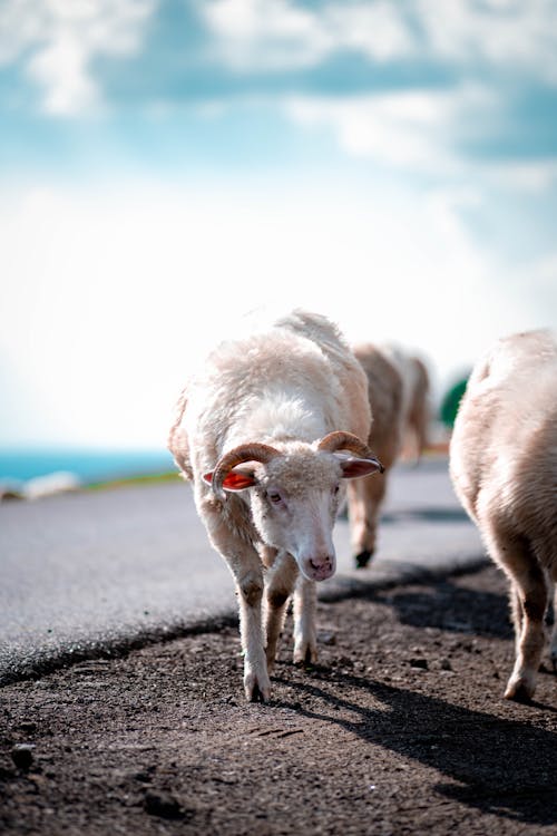  A herd of sheep in the middle of the road drinking water from a puddle