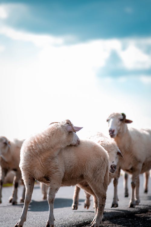  A herd of sheep in the middle of the road drinking water from a puddle