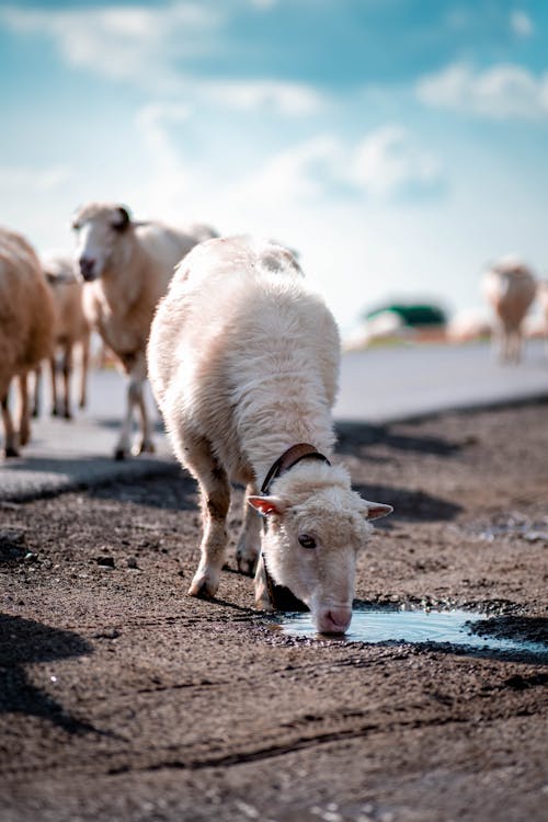  A herd of sheep in the middle of the road drinking water from a puddle