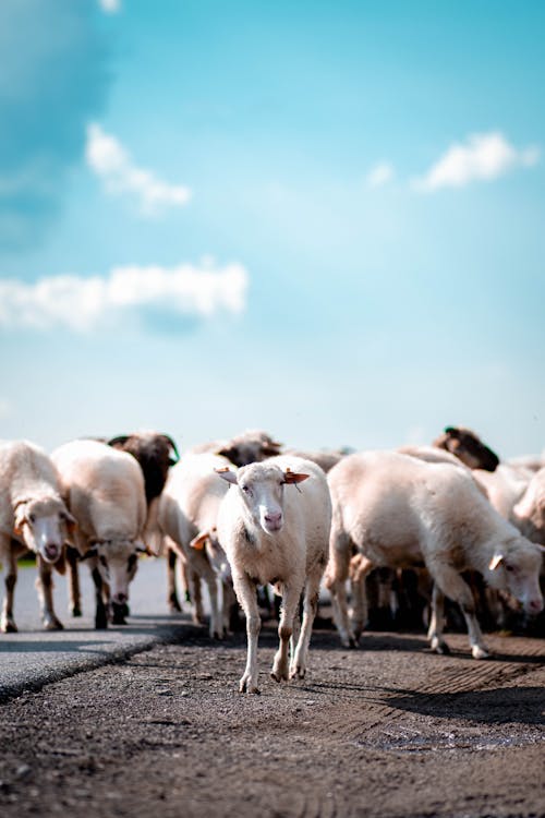  A herd of sheep in the middle of the road drinking water from a puddle