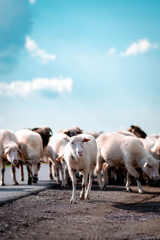 Sheep Wallpaper Photos, Download The BEST Free Sheep Wallpaper Stock ...