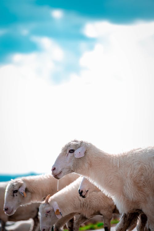  A herd of sheep in the middle of the road drinking water from a puddle