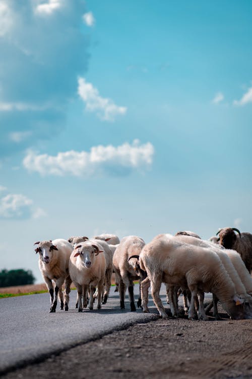  A herd of sheep in the middle of the road drinking water from a puddle