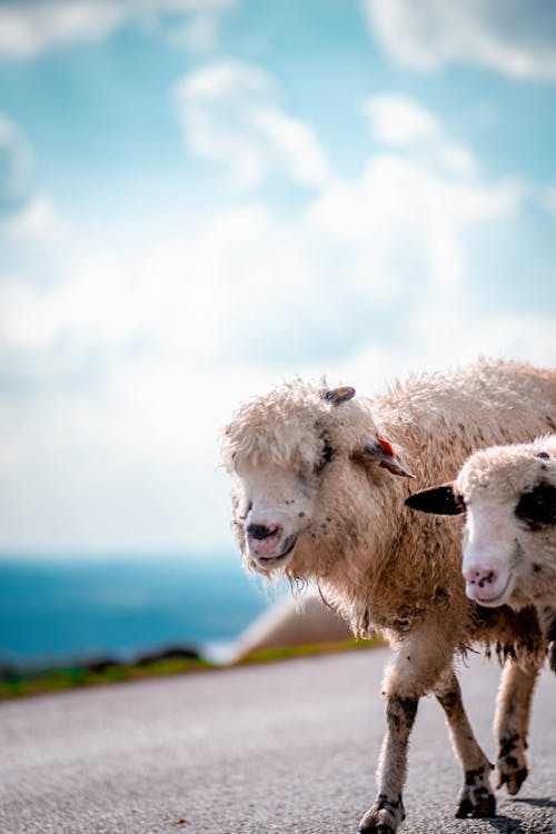  A herd of sheep in the middle of the road drinking water from a puddle