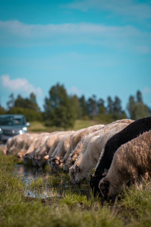  A herd of sheep in the middle of the road drinking water from a puddle