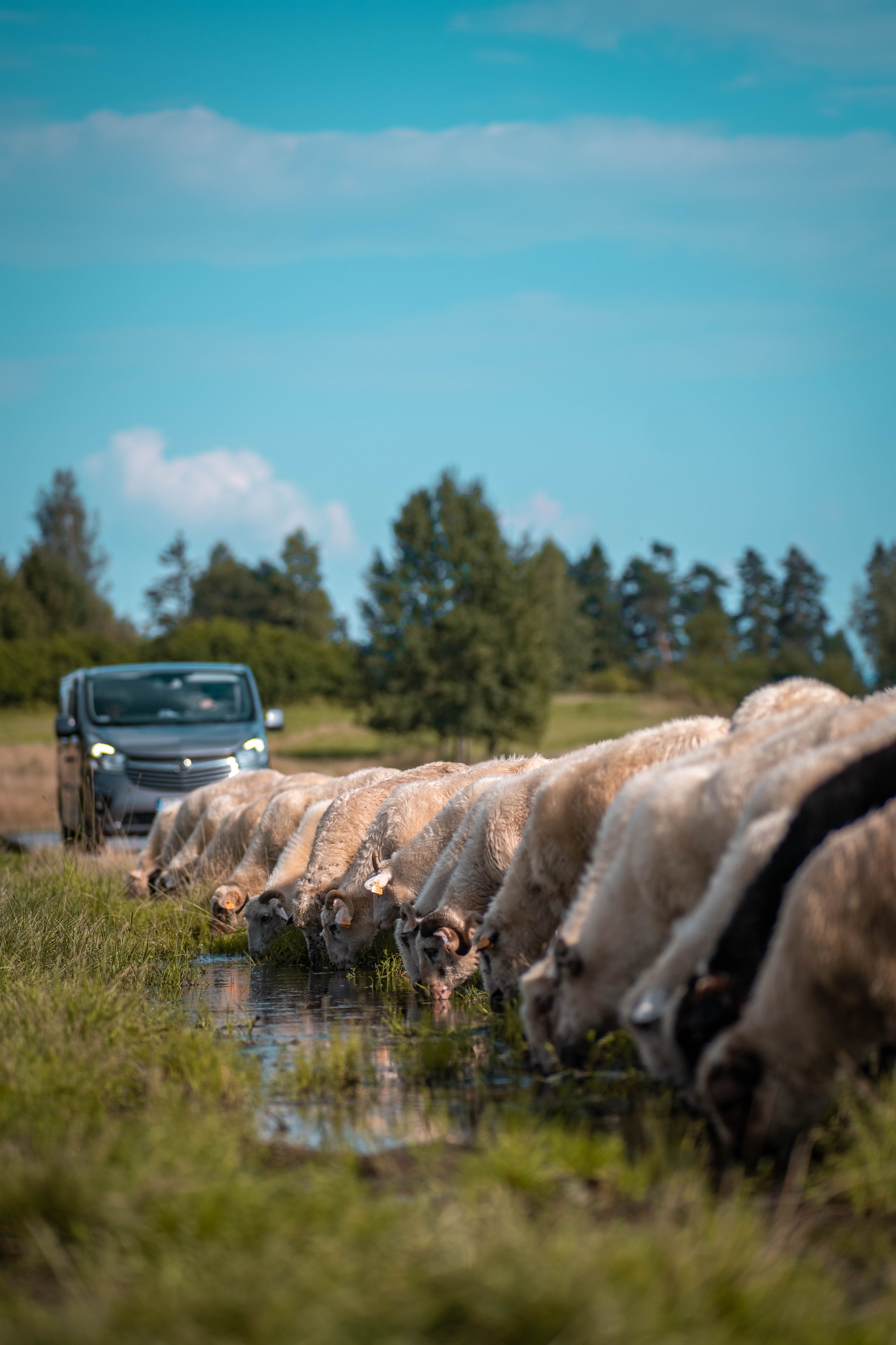 Sheep grazing by a lake in the picturesque Czorsztyn countryside, Poland, with lush greenery and clear skies.
