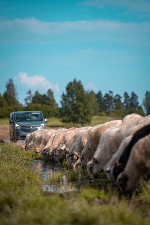  A herd of sheep in the middle of the road drinking water from a puddle