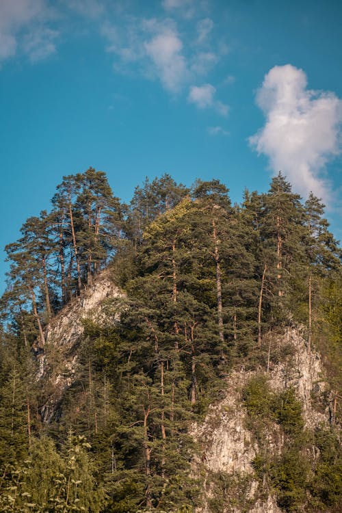  The slope of the top with growing trees on the shores of the lake