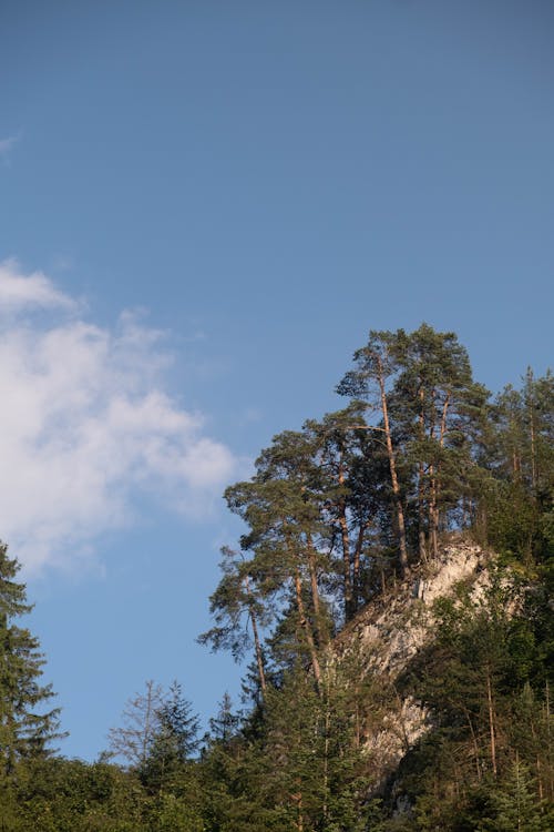  The slope of the top with growing trees on the shores of the lake