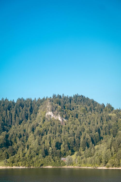 The slope of the top with growing trees on the shores of the lake in Czorsztyn, Jezioro Czorsztyńskie