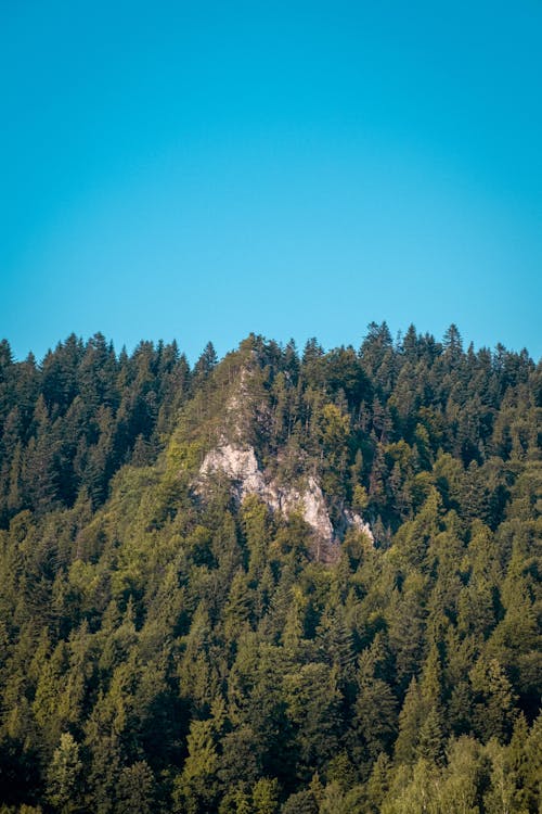  The slope of the top with growing trees on the shores of the lake