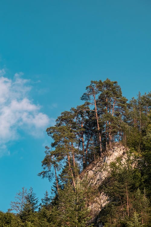  The slope of the top with growing trees on the shores of the lake